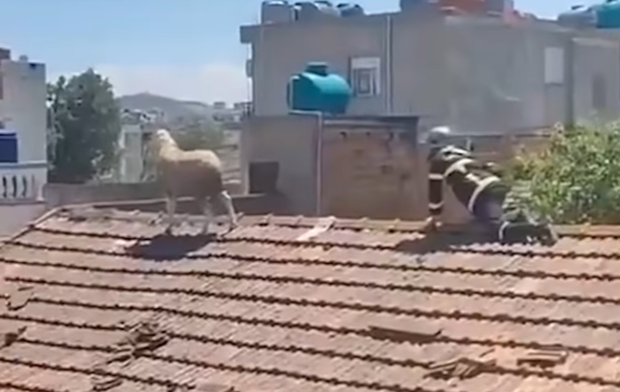 Delja  zgjedh  çatinë për t i shpëtuar therjes gjatë Kurban Bajramit  Video 