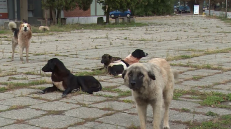  Lajka    Gjatë muajit shtator në Shkup u kapën 172 qen endacakë  124 u kastruan dhe sterilizuan